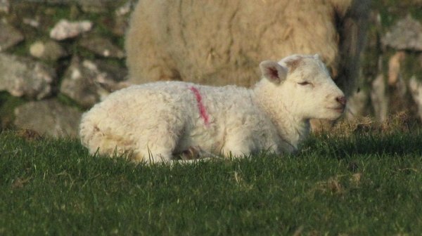 New Season lamb born in March 2014 enjoying the lovely warm sunshine New Season lamb born in March 2014 enjoying the lovely warm sunshine